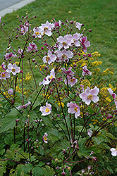 Grapeleaf Anemone (Anemone tomentosa 'Robustissima') at Peter Knippel Garden Centre