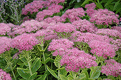 Carmen Stonecrop (Sedum spectabile 'Carmen') at Lakeshore Garden Centres