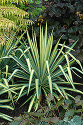 Golden Sword Adam's Needle (Yucca filamentosa 'Golden Sword') at Lakeshore Garden Centres