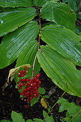 False Solomon's Seal (Smilacina racemosa) at Lakeshore Garden Centres