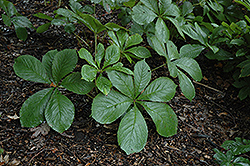 Pagoda Rodgersia (Rodgersia podophylla 'Pagode') at Lakeshore Garden Centres