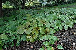 Pagoda Rodgersia (Rodgersia podophylla 'Pagode') at Lakeshore Garden Centres