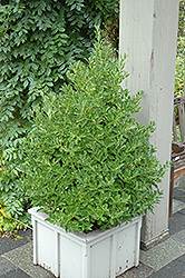 Boxleaf Euonymus (Euonymus japonicus 'Grandifolius') at Lakeshore Garden Centres