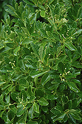 Boxleaf Euonymus (Euonymus japonicus 'Grandifolius') at Lakeshore Garden Centres