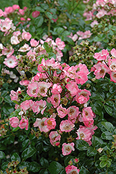 Pink Gnome Rose (Rosa 'Pink Gnome') at Lakeshore Garden Centres