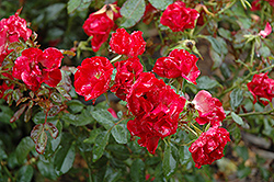 Mystic Fairy Rose (Rosa 'BAIfairy') at Lakeshore Garden Centres