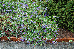 Blue Mist Caryopteris (Caryopteris x clandonensis 'Blue Mist') at Lakeshore Garden Centres