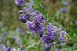 Blue Mist Caryopteris (Caryopteris x clandonensis 'Blue Mist') at Lakeshore Garden Centres