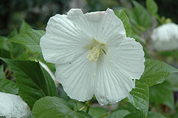 Blue River II Hibiscus (Hibiscus 'Blue River II') at Lakeshore Garden Centres