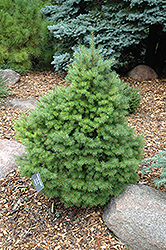 Little Jon Douglas Fir (Pseudotsuga menziesii 'Little Jon') at Lakeshore Garden Centres