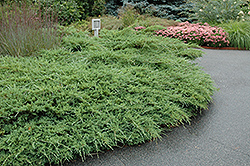 Sea Spray Juniper (Juniperus chinensis 'Sea Spray') at Lakeshore Garden Centres