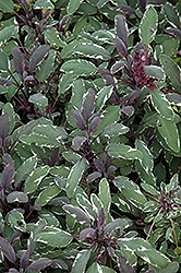 Tricolor Sage (Salvia officinalis 'Tricolor') at Mainescape Nursery