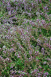 Spanish Thyme (Thymus nummularius) at Lakeshore Garden Centres