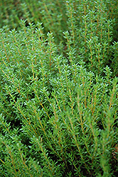 Common Thyme (Thymus vulgaris) at A Very Successful Garden Center