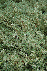 Silver Posie Thyme (Thymus vulgaris 'Silver Posie') at Lakeshore Garden Centres