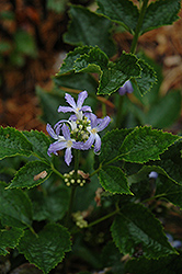 Tube Clematis (Clematis heracleifolia) at Lakeshore Garden Centres