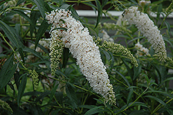 Petite Snow Butterfly Bush (Buddleia davidii 'Monite') at Lakeshore Garden Centres