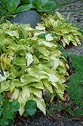 Anne Arett Hosta (Hosta 'Anne Arett') at Lakeshore Garden Centres