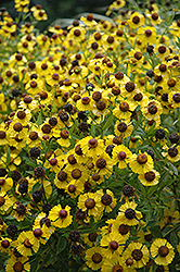 Butterpat Sneezeweed (Helenium 'Butterpat') at Lakeshore Garden Centres