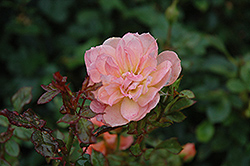 Honey Bunch Rose (Rosa 'Honey Bunch') at Lakeshore Garden Centres