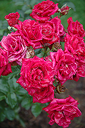 Chess Rose (Rosa 'Chess') at A Very Successful Garden Center
