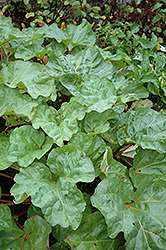 Valentine Rhubarb (Rheum 'Valentine') at Lakeshore Garden Centres