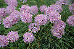 Blue Corkscrew Onion (Allium senescens 'var. glauca') at Lakeshore Garden Centres