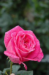 Pink Peace Rose (Rosa 'Pink Peace') at Lakeshore Garden Centres