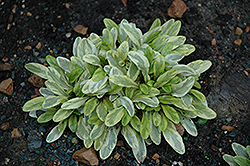 Toffee Chip Bugleweed (Ajuga reptans 'Toffee Chip') at Lakeshore Garden Centres