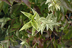 Kumson Forsythia (Forsythia viridissima 'Kumson') at Lakeshore Garden Centres