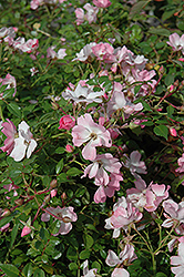 Spring Fever Rose (Rosa 'Spring Fever') at Lakeshore Garden Centres