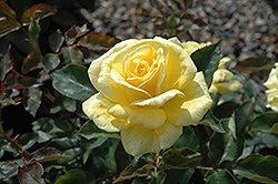 Forty Heroes Rose (Rosa 'Forty Heroes') at Lakeshore Garden Centres