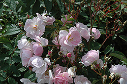 Northern Accents Ole Rose (Rosa 'Ole') at Lakeshore Garden Centres