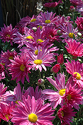 Dark Pink Daisy Chrysanthemum (Chrysanthemum 'Dark Pink Daisy') at A Very Successful Garden Center