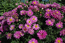Alert Aster (Symphyotrichum novi-belgii 'Alert') at Lakeshore Garden Centres
