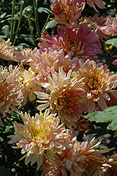 Adorable Pink Chrysanthemum (Chrysanthemum 'Adorable Pink') at Lakeshore Garden Centres