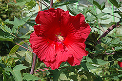 Fireball Hibiscus (Hibiscus 'Fireball') at Lakeshore Garden Centres