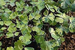 Leprechaun Gold Columbine (Aquilegia 'Leprechaun Gold') at Lakeshore Garden Centres