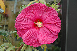 Fleming Hardy Hibiscus (Hibiscus 'Fleming Hardy') at Lakeshore Garden Centres