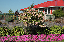 Tree Form Pee Gee Hydrangea (Hydrangea paniculata 'Grandiflora (tree form)') at A Very Successful Garden Center
