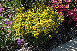Goldrush Goldenrod (Solidago cutleri 'Goldrush') at Lakeshore Garden Centres