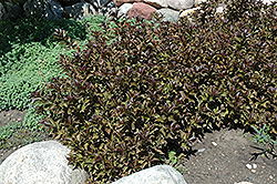 Dark Horse Weigela (Weigela florida 'Dark Horse') at Lakeshore Garden Centres