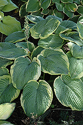 Samurai Hosta (Hosta 'Samurai') at Lakeshore Garden Centres
