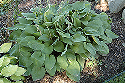 Obscura Hosta (Hosta 'Obscura') at Lakeshore Garden Centres