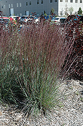 Blue Heaven Bluestem (Schizachyrium scoparium 'Blue Heaven') at Lakeshore Garden Centres