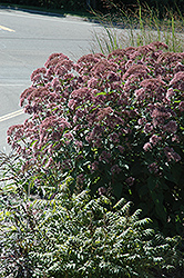 Little Joe Dwarf Joe Pye Weed (Eupatorium maculatum 'Little Joe') at Lakeshore Garden Centres