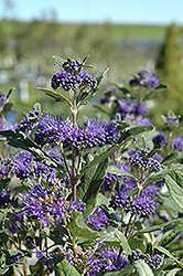 Dark Knight Caryopteris (Caryopteris x clandonensis 'Dark Knight') at Lakeshore Garden Centres