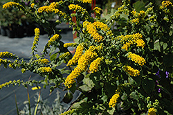 Golden Fleece Goldenrod (Solidago sphacelata 'Golden Fleece') at Lakeshore Garden Centres