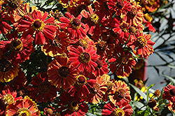 Helena Mix Sneezeweed (Helenium 'Helena Mix') at Lakeshore Garden Centres