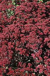 Garnet Brocade Stonecrop (Sedum 'Garbro') at Lakeshore Garden Centres